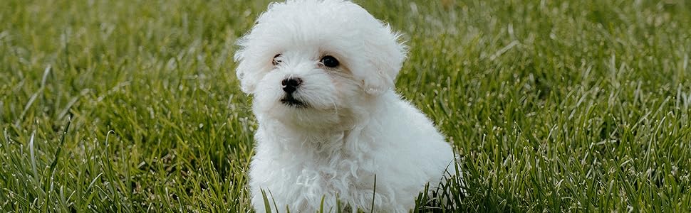 Шлея-тримач Ownpets для собак, розмір XXXL, допоміжна