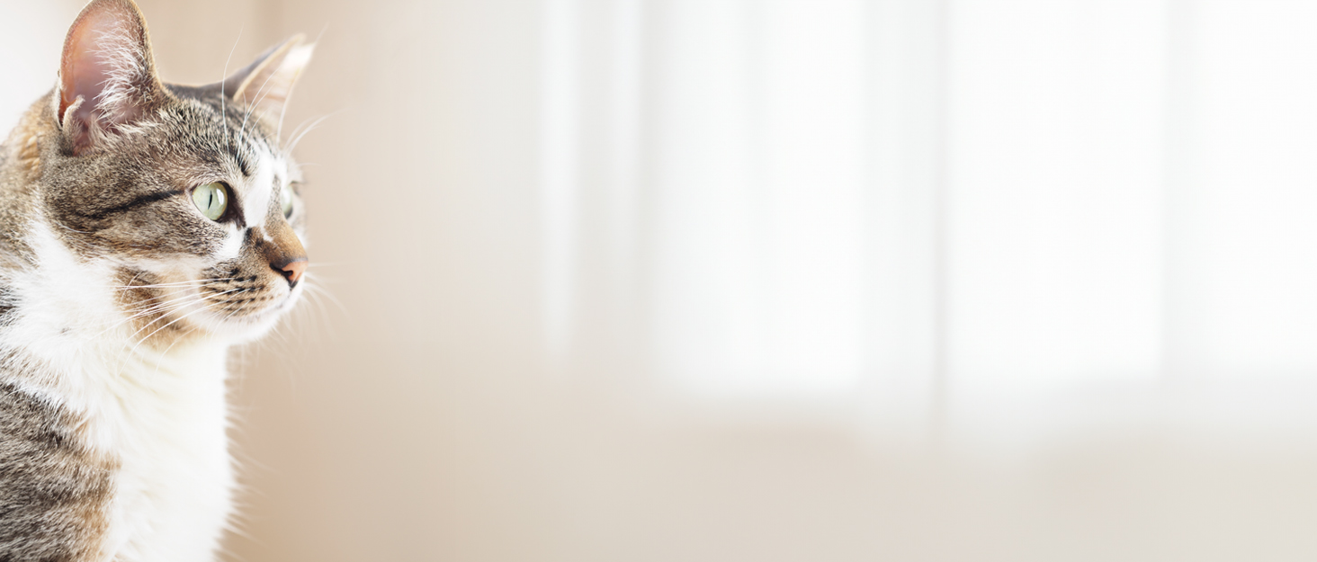 Запасні фільтри для фонтанів для котів, 2.2 л, 6 шт.