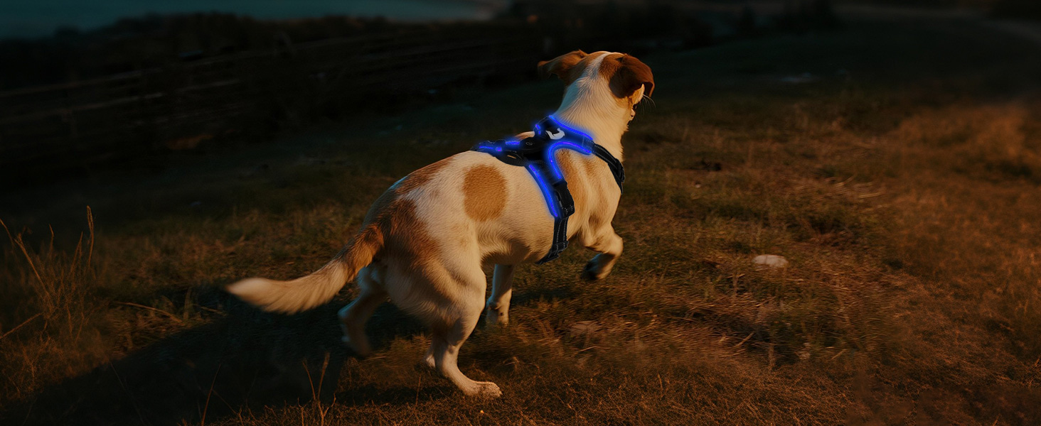 Світловідбиваючий нашийник для собак Joytale, акумуляторний, для середніх собак, без натягування, з LED, з ручкою, регульований, для нічних прогулянок, зелений, M. Зелений (XL (1 шт.), чорно-синій)