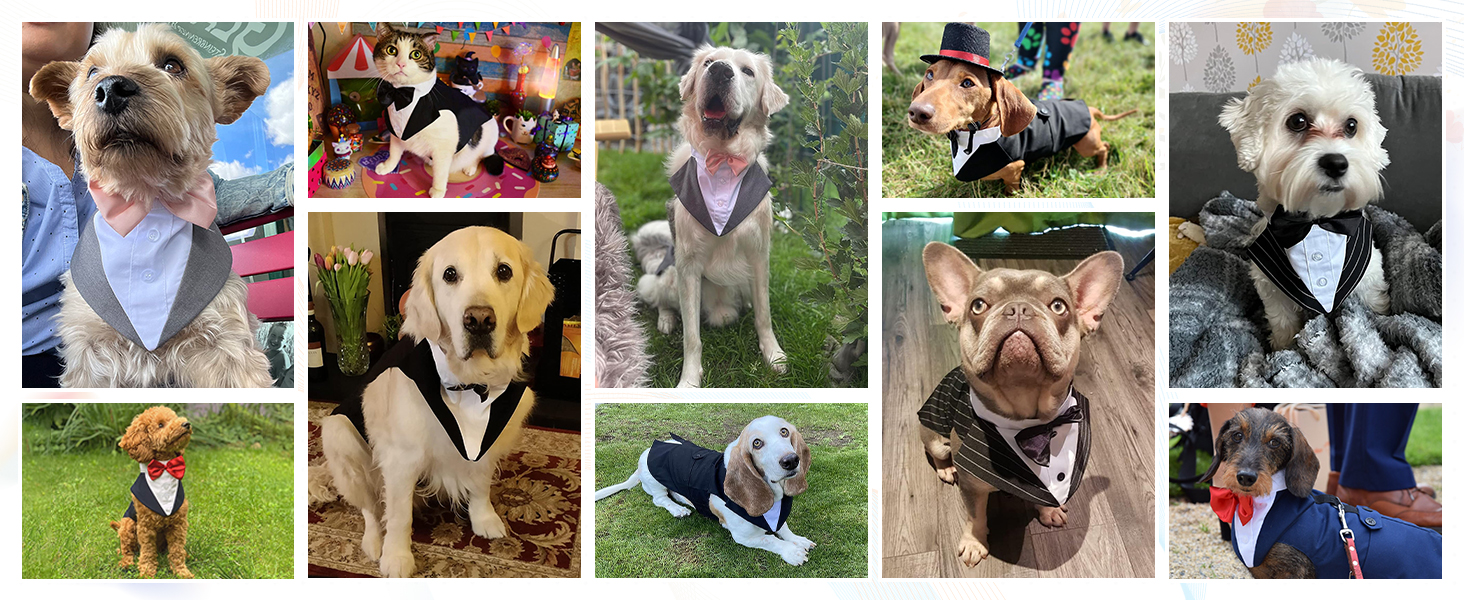 Костюм для собак