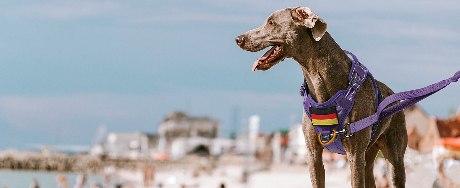 Нагрудник для собак Rabbitgoo середнього розміру, анти-тяга, регульований з ручкою, міцний, тактичний, з металевими пряжками для прогулянок (M, фіолетовий)