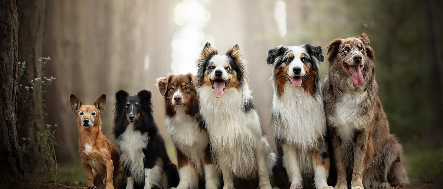Водонепроникні чохли на сидіння для собак Lassie на заднє сидіння авто, захист від бруду та дитячі забруднення. Підходять для легкових, вантажних автомобілів та SUV.