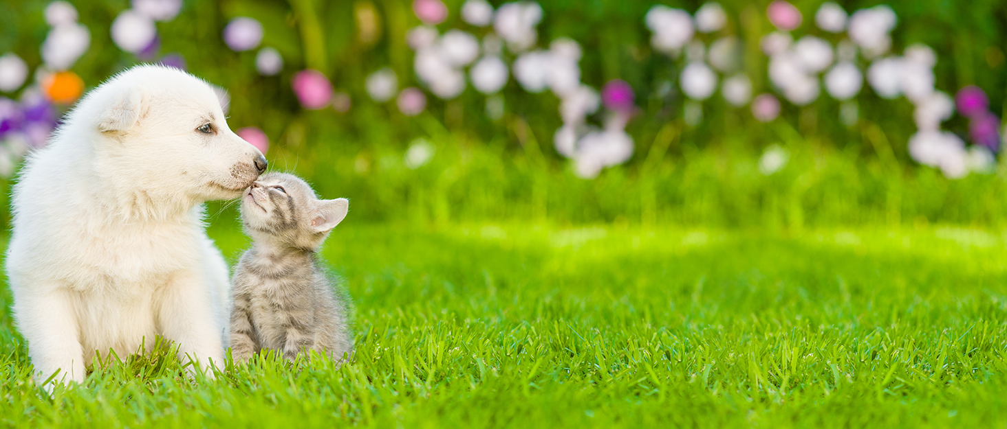 Furjoy Котячий Драпак Вертикальний 2-в-1, Драпак-Килимок, Лаунж, з Котячою М'ятою та Дзвіночком (50 x 24 x 20 см, 37 x 24 x 15 см)