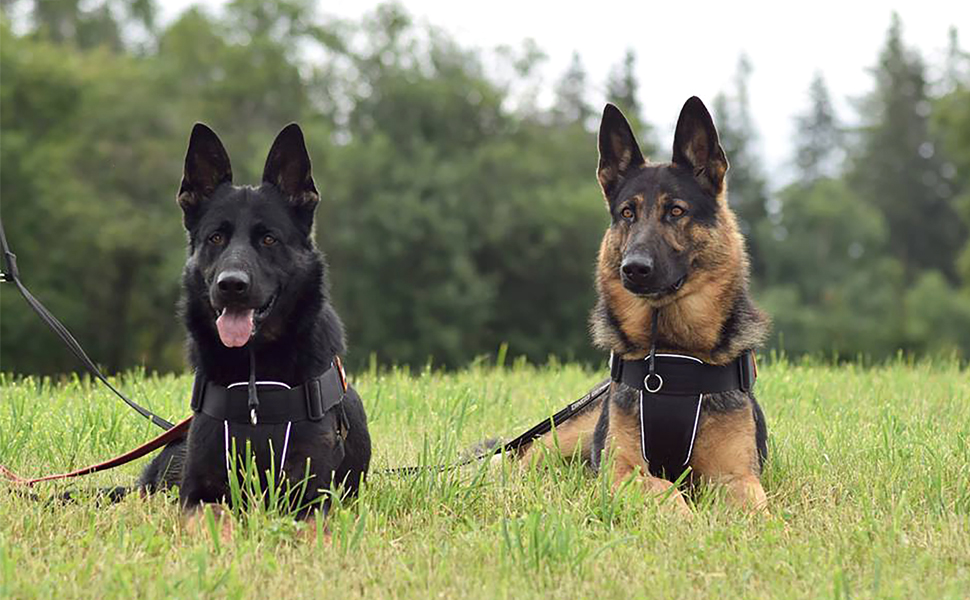 Нашийник для собак Dingo Gear, ручної роботи, міцний шнур, 2 обмежувачі, водонепроникний, для K9-тренувань, IGP, агітація, кусання, слухняність, чорний, L (S04049)