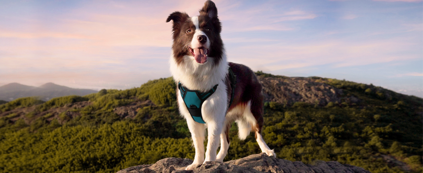 Нашийник для собак Rabbitgoo середнього розміру, анти-тяга, регульований, для великих собак, дихаючий, з світловідбиваючими смугами, безпечний, темно-зелений M (1 шт.)