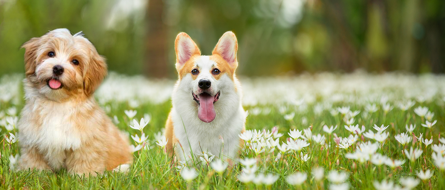 Водонепроникний дощовик для собак середніх та великих порід Zunea, відбиваючий, легкий, вітронепроникний, з сіткою всередині, захист від дощу, для прогулянок на відкритому повітрі, зелений, 3XL