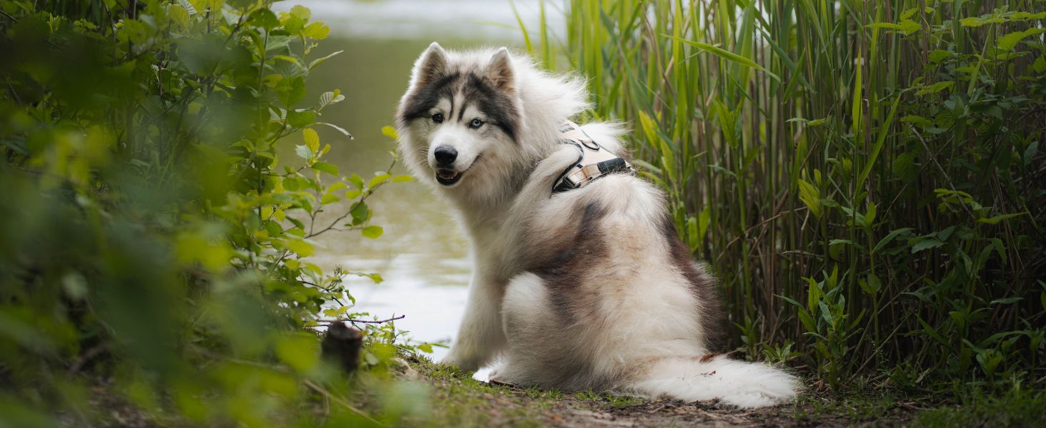 Нашийник для собак Lionto, розмір L, червоний, з м'якої нейлону, анти-тяга, з 2 кільцями та 4 регульованими ремінцями, з гумовою ручкою