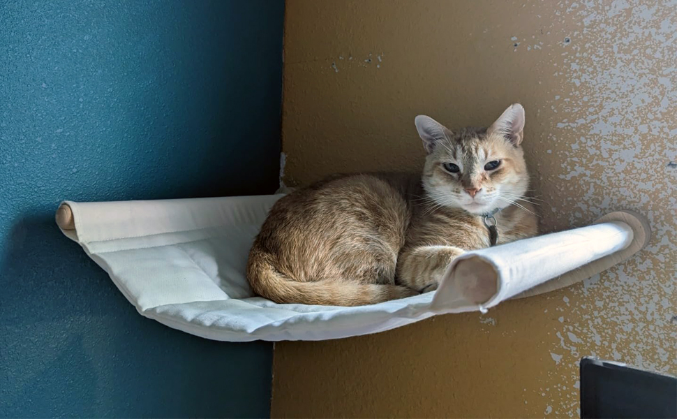 Кішка Wandregale (стійка) Katze Wandhängematte (гамак) Katze Wandbett (ліжко) Katze Wandmöbel (меблі) для котів - для лазіння та відпочинку