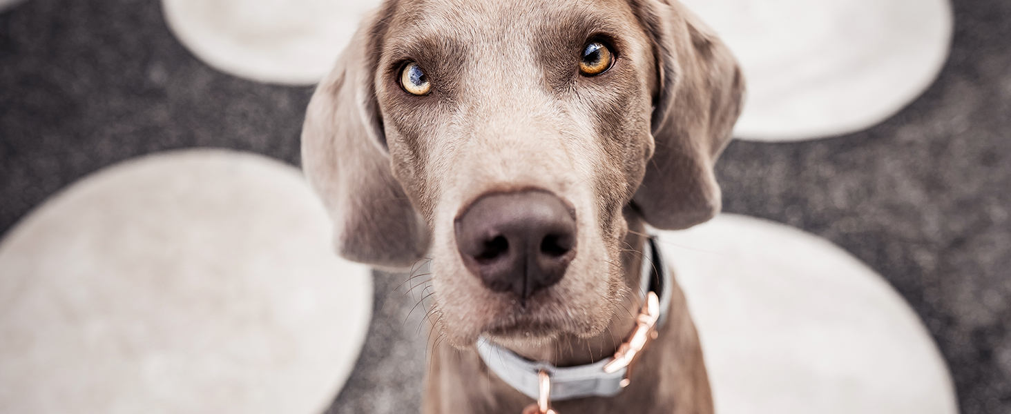 Нашийник для собак Freudentier з веганської шкіри, подарунковий мішечок, м'який, регульований та міцний, для середніх та великих собак, обхват шиї 34-49 см, ширина 2 см