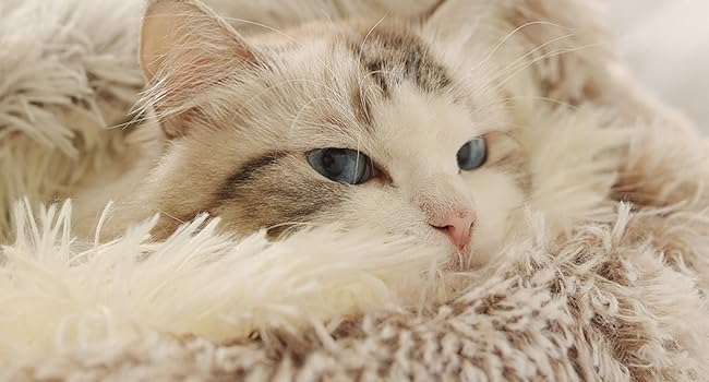 Ліжко для собак і котів Freyamy, кругле, напівзакрите з капюшоном, м'яке, пухнасте, тепле, для маленьких собак і котів, антиковзке, рожевий градієнт, Ø50 см, пране