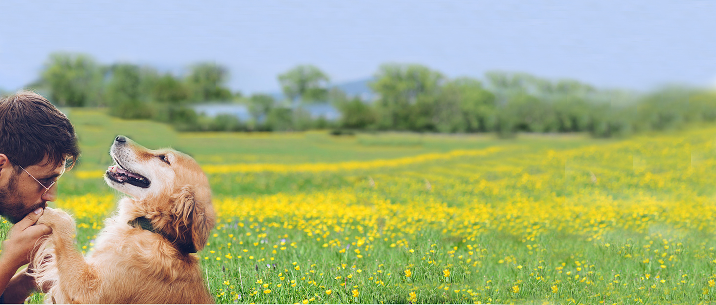 Висувна поводок для собак, 5 м, поводок-рулетка з ланцюгом, подвійний поводок для 2 собак, подовжений поводок для середніх та великих собак до 50 кг, білий та чорний, з пряжкою