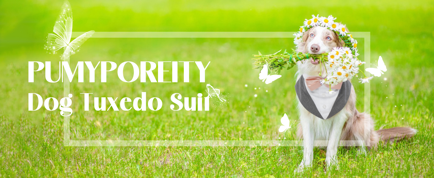 Костюм для собак