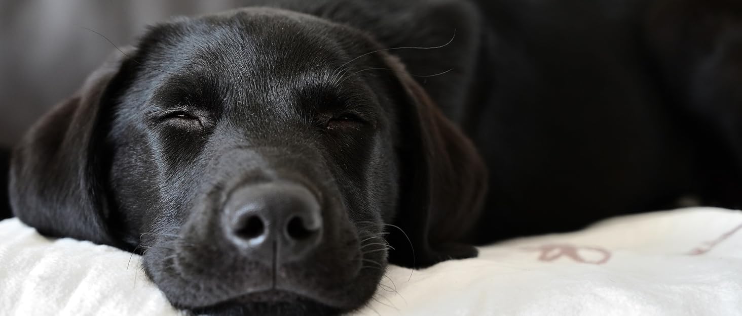 Ліжко для собак DaMi Luxus з великими стразами, овальне, біле, 35x73x63 см. Зручне, м'яке, для комфортного сну вашого улюбленця.