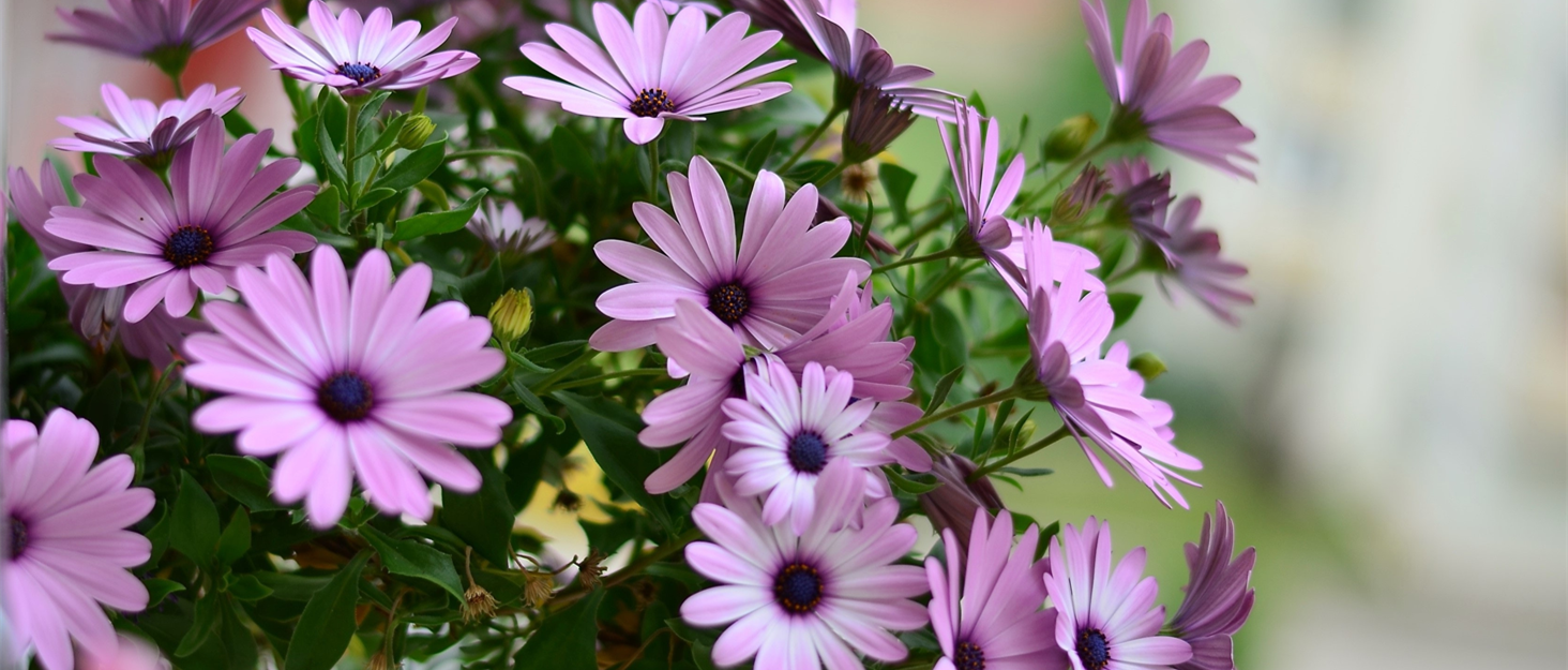 Електрична машинка для грумінгу домашніх тварин Jeffergarden 4-в-1 з набором для догляду за кігтями та стрижкою для котів та собак