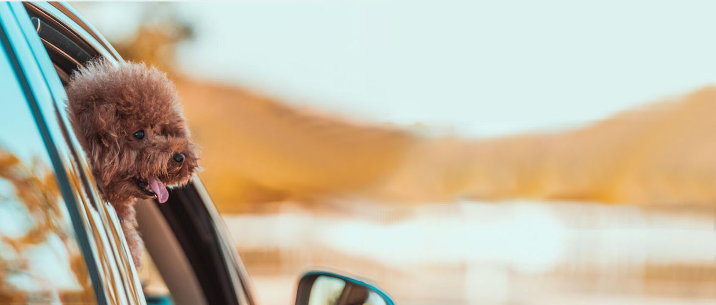 Автомобільний ремінь безпеки для собак Kelivi 3-в-1, чорний. Підходить для великих, середніх та маленьких собак. Ремінь безпеки для тварин, кріплення до підголівника, фіксація, нашийник.