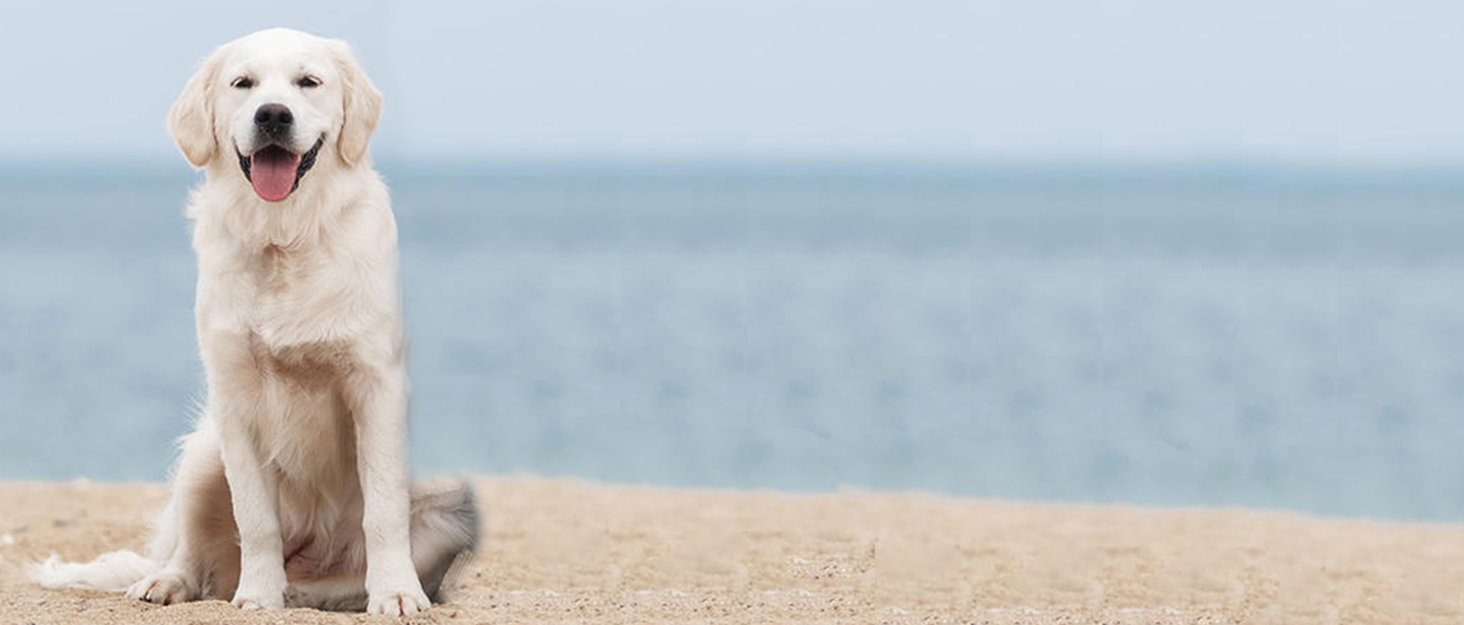 Теплий в'язаний пуловер для собак великих порід (XL, зелений) - Французький бульдог, Лабрадор, Німецька вівчарка