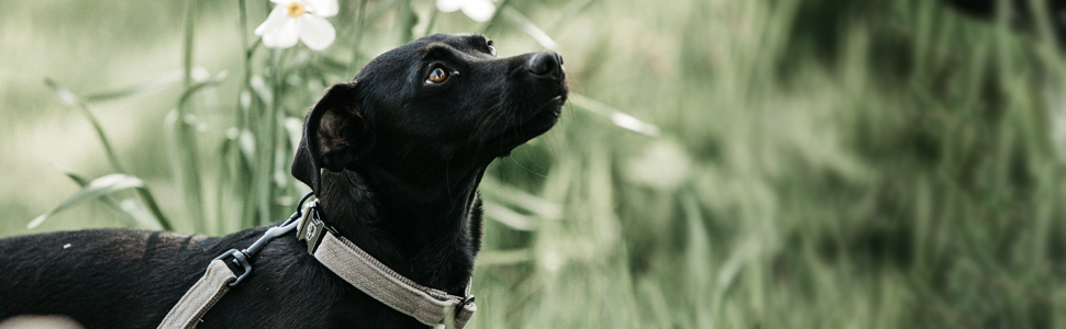 Kentucky Dogwear: Плетений нашийник для собак з нейлону Бордовий, розмір S, 42 см