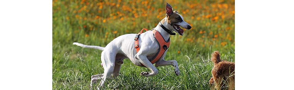 Шлейка для собак TLH6071, світловідбиваюча, регульована, без натягу, міцна, для авто, подорожей та активного відпочинку (S, неоновий жовтий)