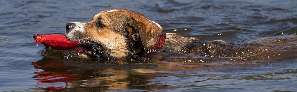 Ленні нашийник для собак Biothane 25 мм, світловідбиваючий, з подвійною пряжкою, водо- та брудовідштовхуючий