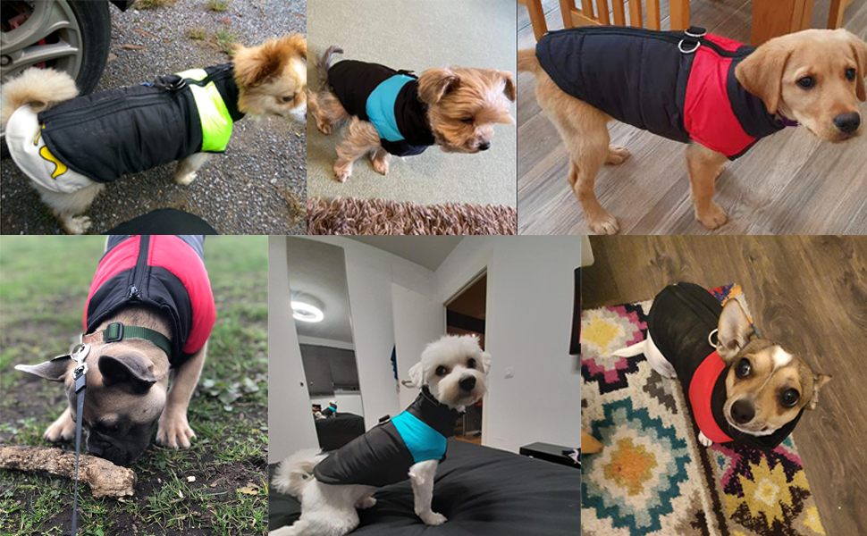 Зимовий теплий куртка для собак FeimaX, водонепроникний, для малих, середніх та великих собак, тепла підкладка, одяг для тварин, зелений, розмір M