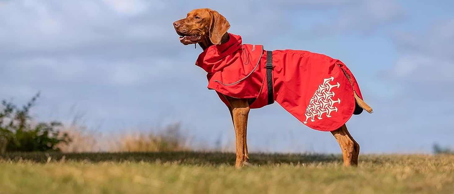 iEnergy™ MAL Hunderucksack: Водонепроникний рюкзак для собак – зручний та добре об'ємний для походів (маленький)