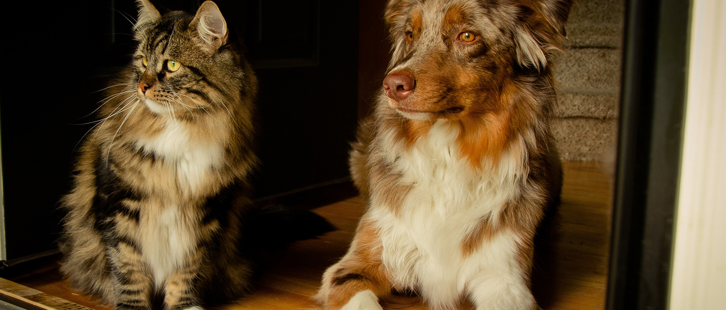 Водонепроникний собачий дощовик/куртка Poiinvc з отвором для шлейки, світловідбиваючий, теплий, для собак S-XXXL, зелений