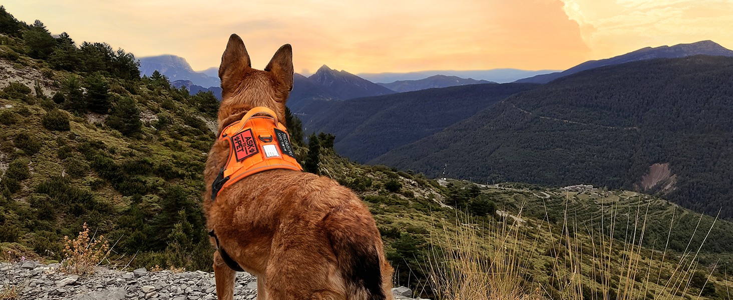 Нагрудник для собак Rabbitgoo середнього розміру, анти-тяга, регульований, з ручкою, міцний, тактичний, з металевими пряжками, для прогулянок (M, Помаранчевий)
