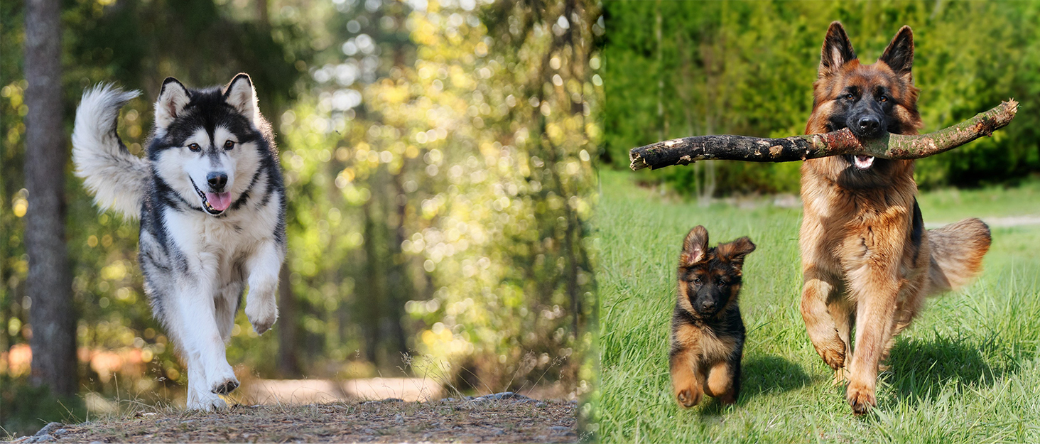 Контейнер для корму для собак, 10 кг, герметичний, на колесах, без BPA, сірий, 2 шт. (36x23x36 см)