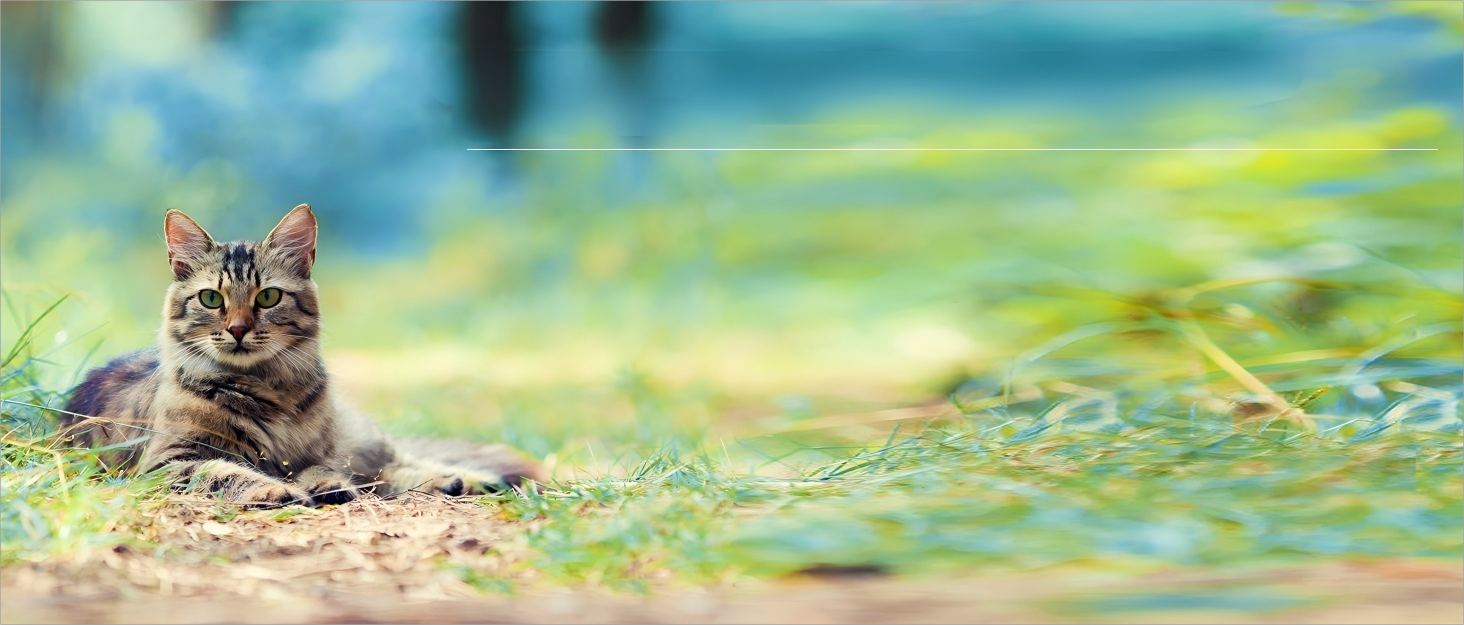 Щітка для котів FEELNEEDY з парою, USB-зарядка, для довгої та короткої шерсті, 2 швидкості, оранжева