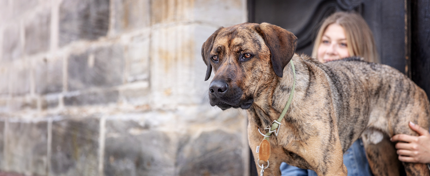 Нашийник для собак Rudelkönig Emma - Елегантний нашийник-стоп для собак з шкіри та нейлону, діаметр 12 мм, для великих собак, колір хакі