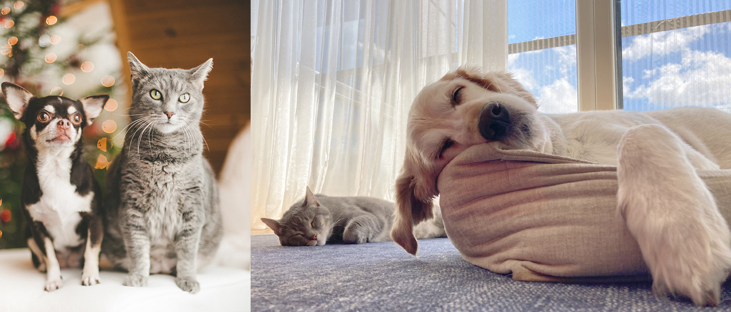 Килимок для котів XIAPIA з м'якою тканиною, 50x48x15 см. Ортопедичний лежак для котів та маленьких собак, білий.