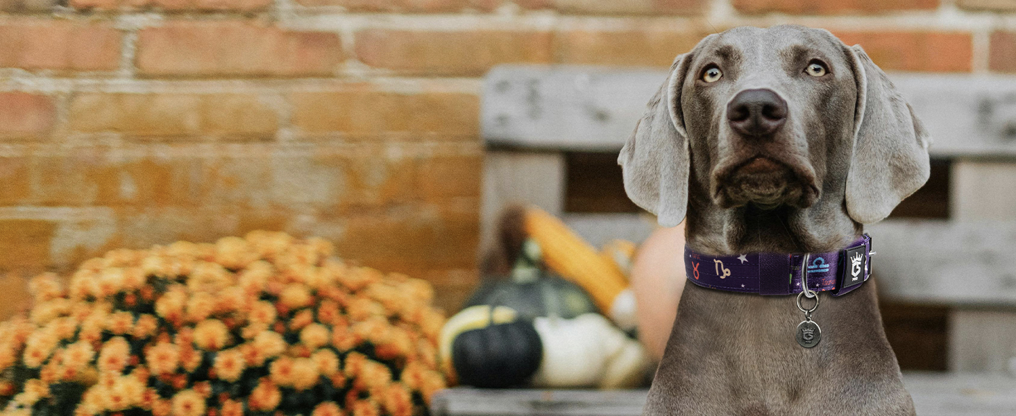 Тактичне обгортання для собак TSPRO, міцне обгортання з металевою застібкою, 3,8 см, регульоване та товсте для собак середніх та великих порід (зелене M), розмір M-H (регульоване 40-48 см), зелене