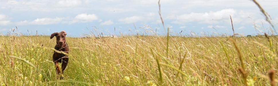 Обідній шкіряний нашийник для собак Mariano, бежевий, блакитний, коричневий, з візерунком квітів, розмір 24-28,5 см
