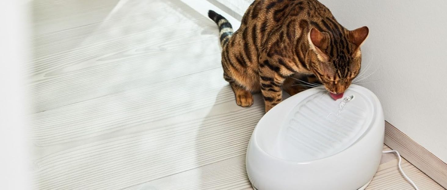 Керамічна миска для котів Lucky-Kitty XL, 27 см, для всіх порід та віку | Миска для корму котів, стійка до миття в посудомийній машині