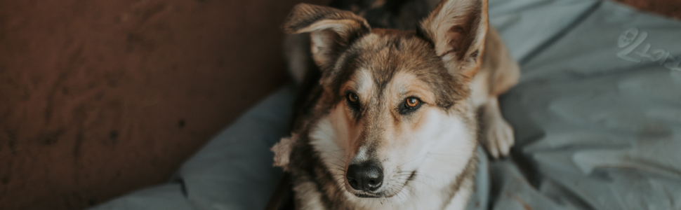 Килимок для собак District 70 Lodge, Темно-сірий, Розмір L