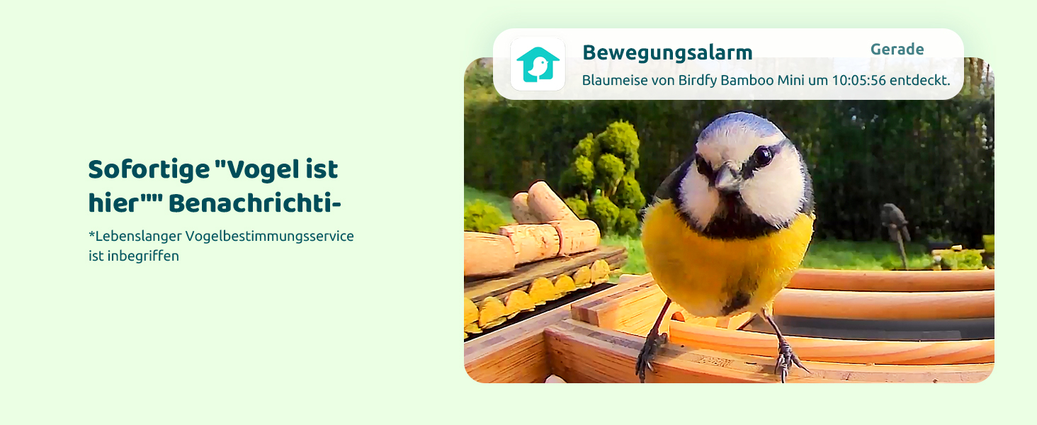 Розумний годівничка для птахів з камерою NETVUE Birdfy, Wi-Fi, сонячна батарея, бамбук, автоматична відеозйомка, розпізнавання птахів, сповіщення