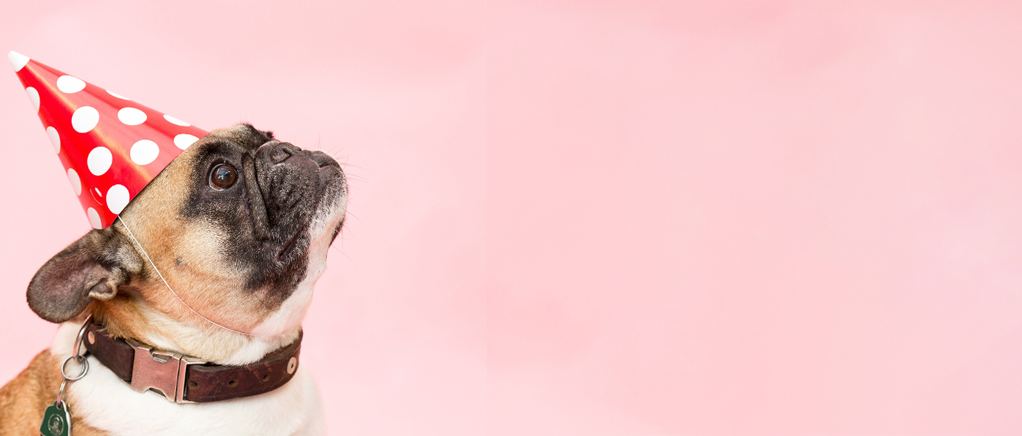 Водонепроникний собачий дощовик LIANZIMAU з шлейкою. Зимовий собачий теплий костюм, флісова куртка, світловідбиваюча сорочка для собак. Підходить для малих, середніх та великих собак. Колір: сірий-зелений