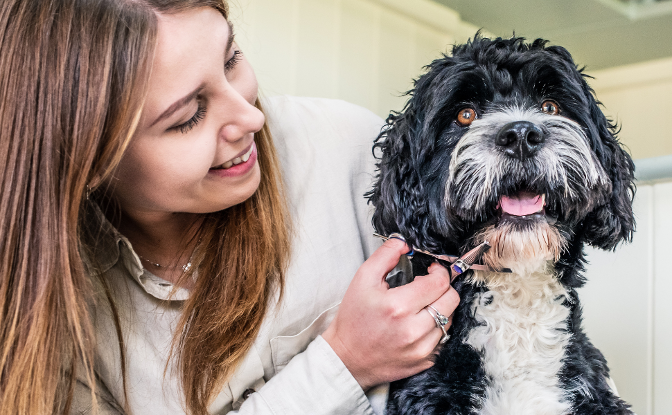 Ножиці для грумінгу собак Mikki Doodle, 19 см: для стрижки та формування шерсті