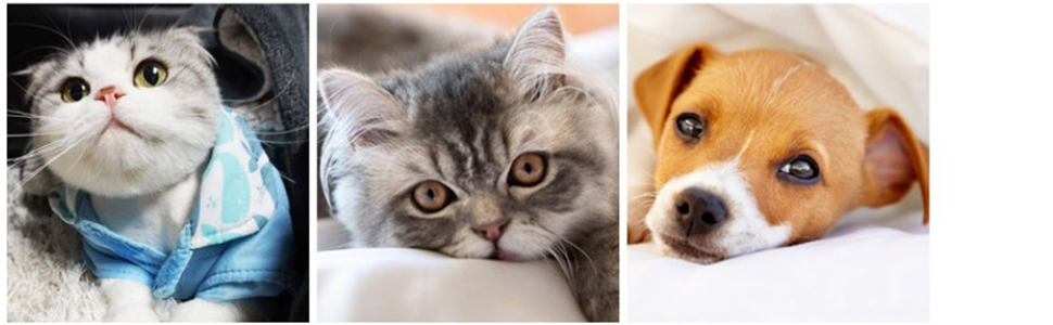 Рюкзак-переноска для кота OUUTMEE з телескопічною ручкою (до 20 кг), сірий, багатофункціональний, дихаючий