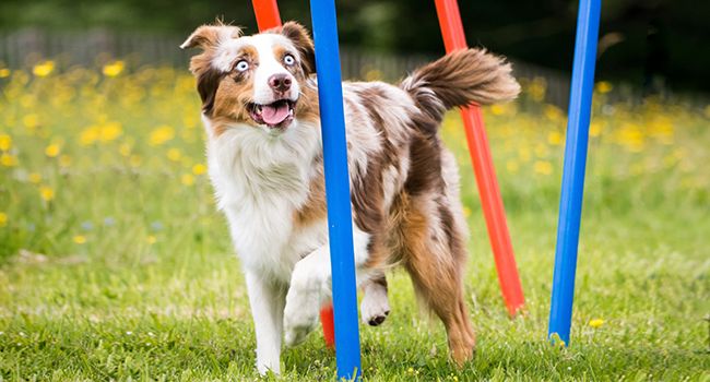 Набір для дресирування собак Agility Set: 12 шлагбаумів червоно-синіх, сумка для перенесення