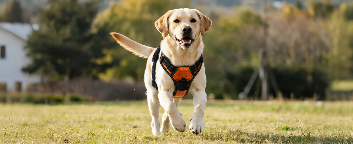 Світловідбиваючий нашийник для собак Joytale з LED, для середніх та великих собак, без натягування, з ручкою, регульований, для нічних прогулянок, зелений/помаранчевий, M/XL