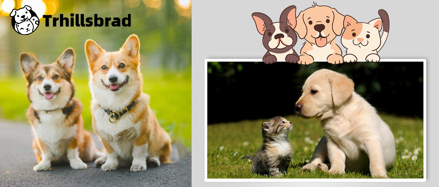 Сходинки для собак Trhillsbrad Breiter 3 ступені, 30 см, для маленьких собак, з антиковзким покриттям