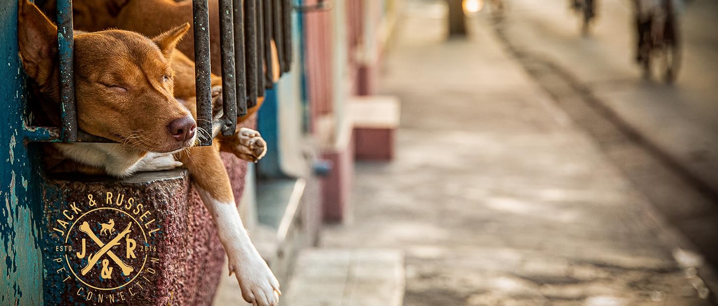 Стильний шкіряний нашийник для собак Джек Рассел від Abey: нашийник з буйволячої шкіри, вишуканий дизайн з різьбленням, м'яка підкладка (S, 26-34 см)