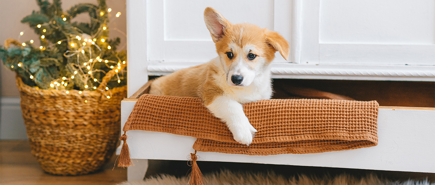 Щітка для собак та котів з довгим хутром, 17+9 двосторонні щітки для підшерстя, гребінець для собак з нержавіючої сталі