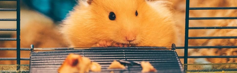 Велика клітка для гризунів MyPets XL 110x75x50 см з висувним піддоном, полицями і драбинами на колесах – вольєр для дегу, шиншил, тхорів та інших