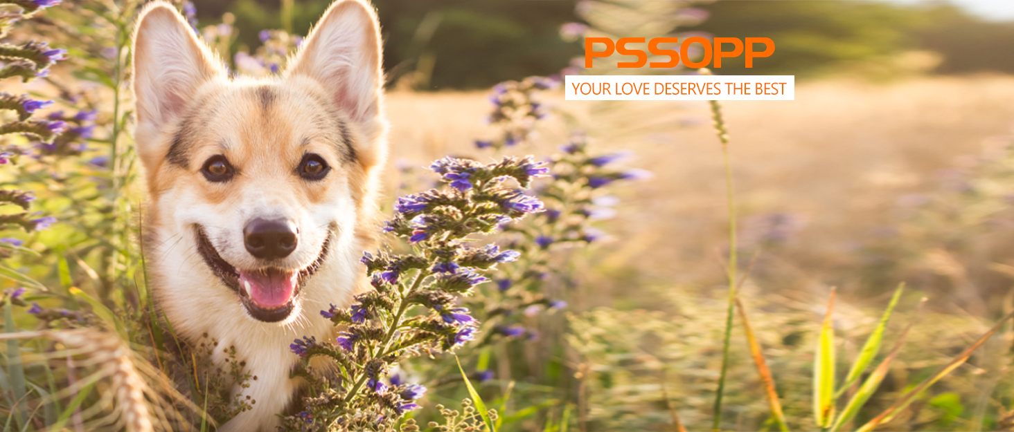 Набір професійних ножиць для грумінгу тварин Fellscheren 7 дюймів (4 шт.) - золоті, для собак та котів