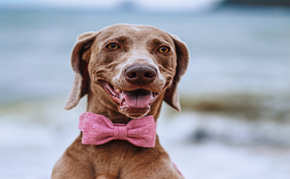 Елегантний собачий нашийник з бантиком DOGWONG, білий, для собак малого та середнього розміру, зручний та регульований, подарунок для дівчаток та хлопчиків