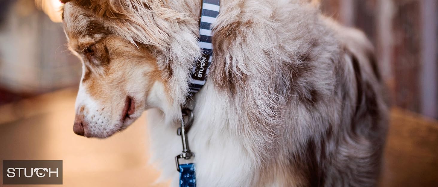 Універсальний безпечний ремінь STUCH для собак та котів - підходить для всіх порід собак та типів автомобілів (чорний колір), OneSize