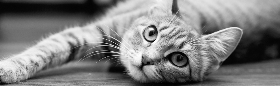 Крісло-гамак для котів Relaxdays, 2 яруси, сірий/чорний, 59x41x43 см