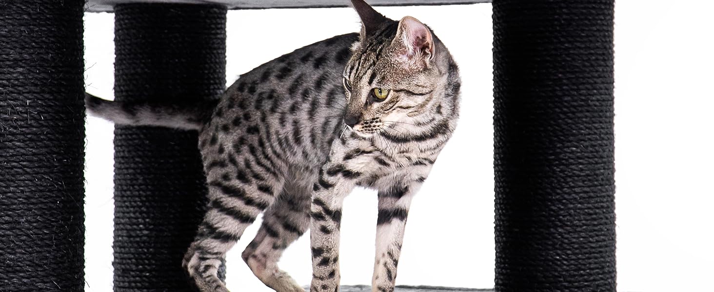 Дряпак для котів Petrebels Maine Coon, Estate, 170 см, XXL, чорний